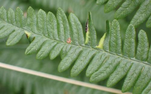 Réf. 346 784 : Dasineura pteridicola